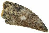 Serrated, Raptor Tooth - Real Dinosaur Tooth #269116-1